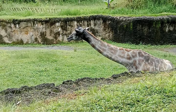 Día 10 - Eje Cafetero – Bio Parque Ukumarí