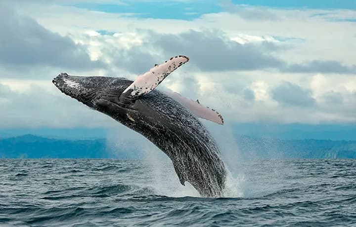 Día 6 - DÍA 6 - NUQUI – AVISTAMIENTO DE BALLENAS Y CASCADA DEL AMOR